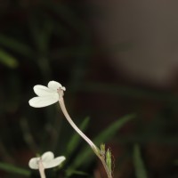 Rhinacanthus flavovirens Amaras. & Wijes.