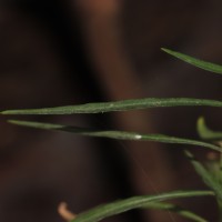 Rhinacanthus flavovirens Amaras. & Wijes.