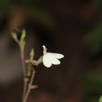 Rhinacanthus flavovirens Amaras. & Wijes.