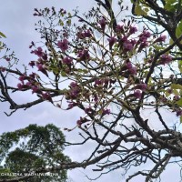 Stereospermum chelonoides (L.f.) DC.