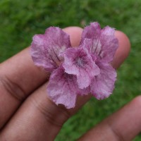 Stereospermum chelonoides (L.f.) DC.