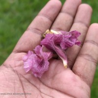 Stereospermum chelonoides (L.f.) DC.