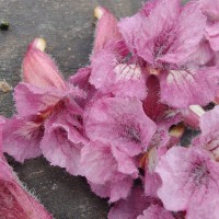 Stereospermum chelonoides (L.f.) DC.