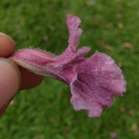 Stereospermum chelonoides (L.f.) DC.