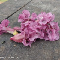 Stereospermum chelonoides (L.f.) DC.