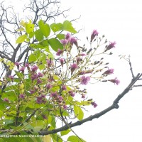 Stereospermum chelonoides (L.f.) DC.