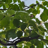 Stereospermum chelonoides (L.f.) DC.