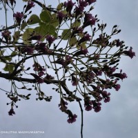 Stereospermum chelonoides (L.f.) DC.