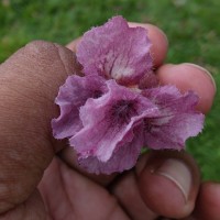 Stereospermum chelonoides (L.f.) DC.