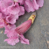 Stereospermum chelonoides (L.f.) DC.