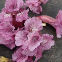 Stereospermum chelonoides (L.f.) DC.