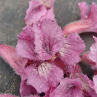 Stereospermum chelonoides (L.f.) DC.