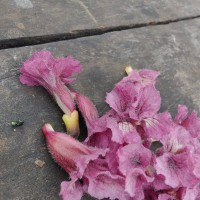 Stereospermum chelonoides (L.f.) DC.