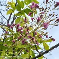 Stereospermum chelonoides (L.f.) DC.