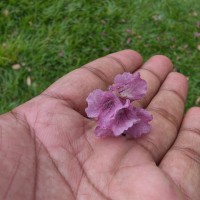 Stereospermum chelonoides (L.f.) DC.