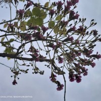 <i>Stereospermum chelonoides</i>  (L.f.) DC.