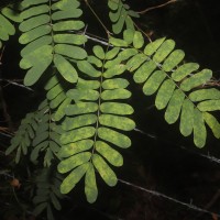 Abrus melanospermus Hassk