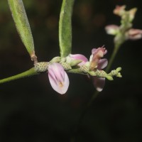 Abrus melanospermus Hassk