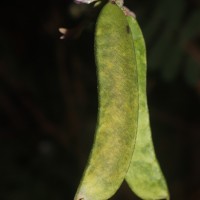 Abrus melanospermus Hassk