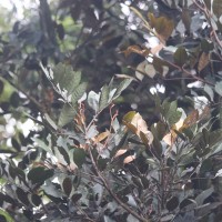 Aglaia apiocarpa (Thwaites) Hiern