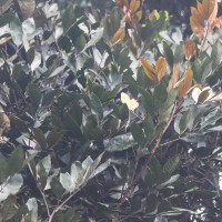 Aglaia apiocarpa (Thwaites) Hiern