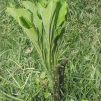Amorphophallus paeoniifolius (Dennst.) Nicolson