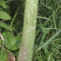Amorphophallus paeoniifolius (Dennst.) Nicolson