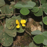 Cajanus albicans (Wight & Arn.) Maesen