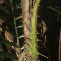 Calamus pseudotenuis subsp. pseudotenuis Becc.