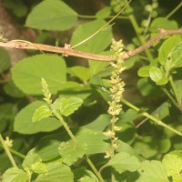 Celosia polygonoides Retz.