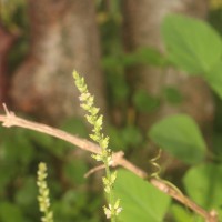 Celosia polygonoides Retz.