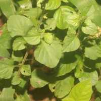 Celosia polygonoides Retz.