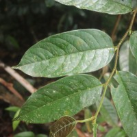 Chaetocarpus pubescens (Thwaites) Hook.f.