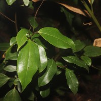 Cinnamomum litsaeifolium Thwaites