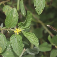 Corchorus urticifolius Wight & Arn.