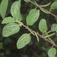Corchorus urticifolius Wight & Arn.