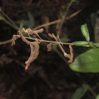 Desmodium uncinatum (Jacq.) DC.