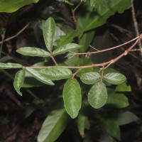 Desmodium uncinatum (Jacq.) DC.