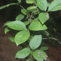 Dioscorea pentaphylla L.