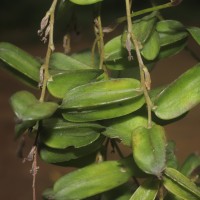 Dioscorea pentaphylla L.