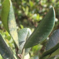 Garcinia echinocarpa Thwaites