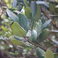 Garcinia echinocarpa Thwaites