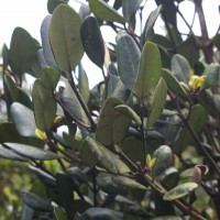 Garcinia echinocarpa Thwaites