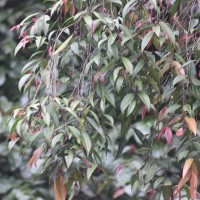 Garcinia terpnophylla Thwaites