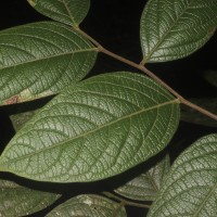 Glochidion moonii Thwaites 