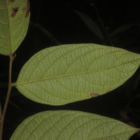 Glochidion moonii Thwaites 