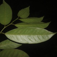 Goniothalamus thwaitesii Hook.f. & Thomson