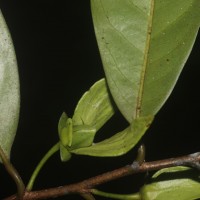 Goniothalamus thwaitesii Hook.f. & Thomson