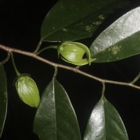 Goniothalamus thwaitesii Hook.f. & Thomson