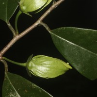 Goniothalamus thwaitesii Hook.f. & Thomson